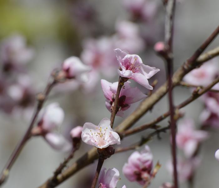 Cherry blossom