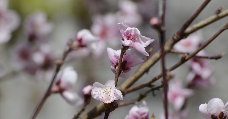 Cherry blossom